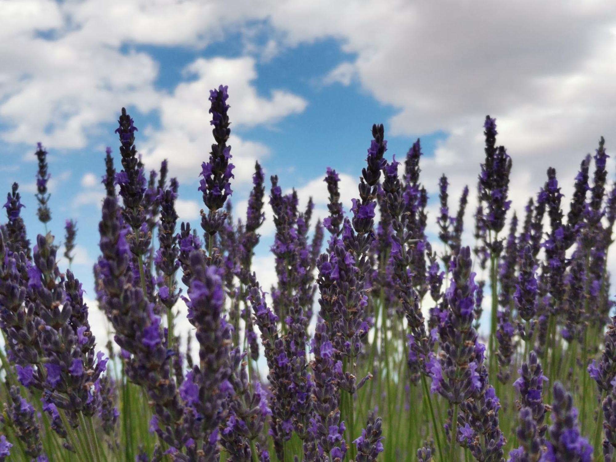 Gite En Provence Lavande Modene 외부 사진