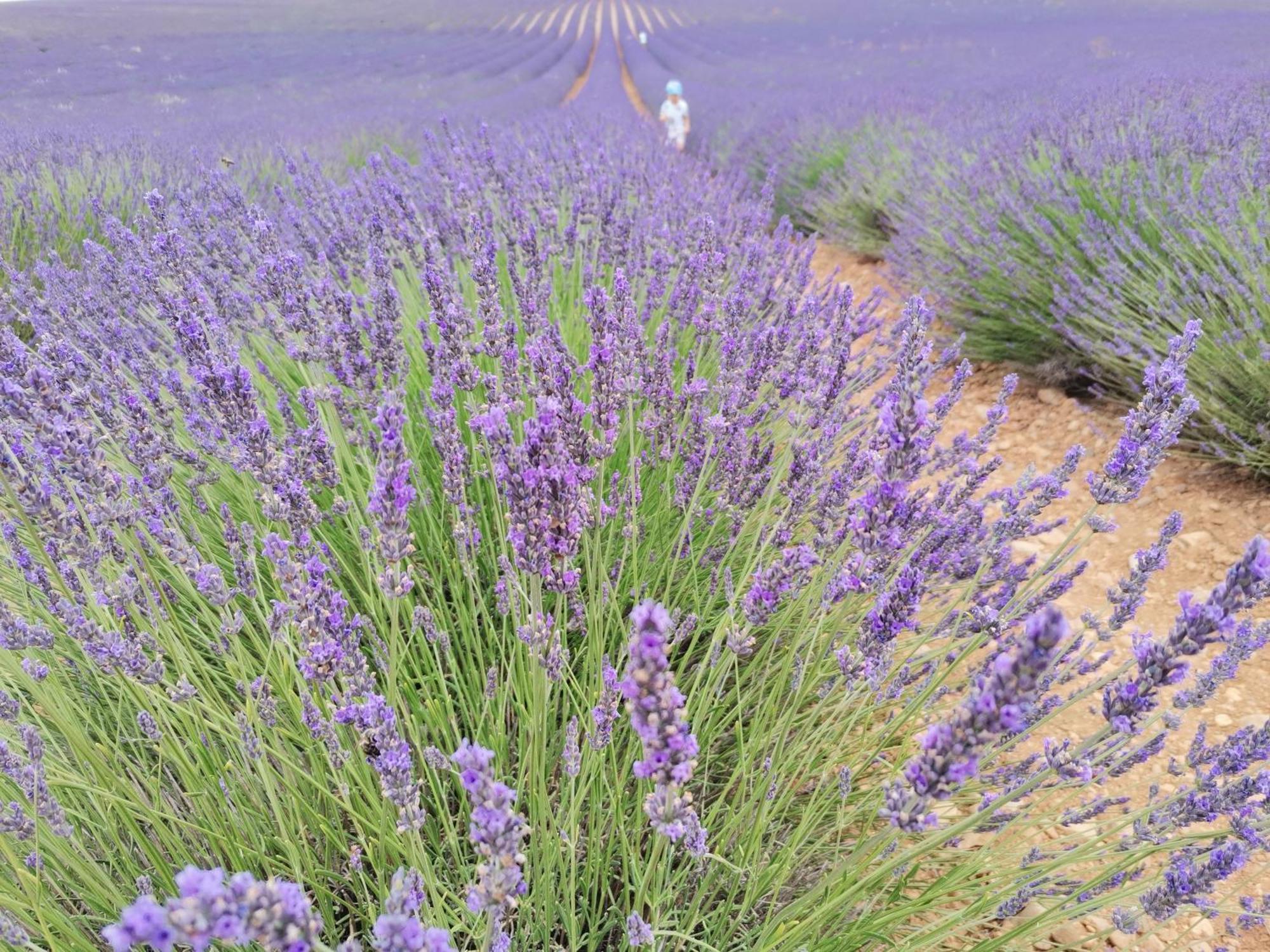 Gite En Provence Lavande Modene 외부 사진