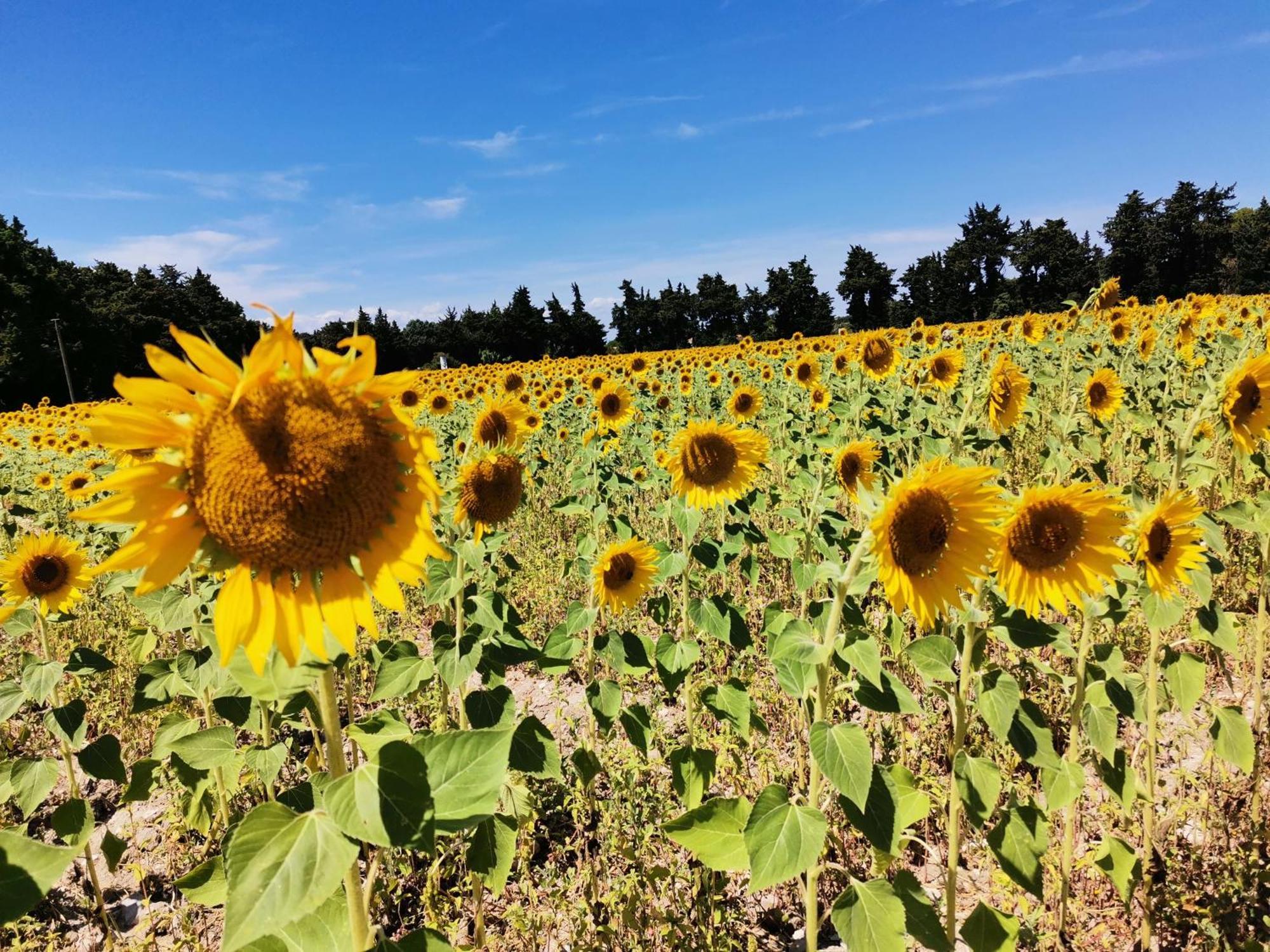 Gite En Provence Lavande Modene 외부 사진